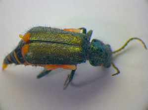  ( - BFB_Col_FK_3903)  @13 [ ] CreativeCommons - Attribution Non-Commercial Share-Alike (2012) SNSB, Zoologische Staatssammlung Muenchen SNSB, Zoologische Staatssammlung Muenchen