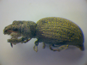  ( - BFB_Col_FK_3977)  @11 [ ] CreativeCommons - Attribution Non-Commercial Share-Alike (2012) SNSB, Zoologische Staatssammlung Muenchen SNSB, Zoologische Staatssammlung Muenchen