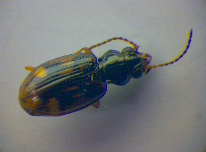  (Bembidion octomaculatum - BFB_Col_FK_3832)  @12 [ ] CreativeCommons - Attribution Non-Commercial Share-Alike (2012) SNSB, Zoologische Staatssammlung Muenchen SNSB, Zoologische Staatssammlung Muenchen