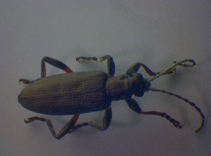  ( - BFB_Col_FK_3893)  @12 [ ] CreativeCommons - Attribution Non-Commercial Share-Alike (2012) SNSB, Zoologische Staatssammlung Muenchen SNSB, Zoologische Staatssammlung Muenchen