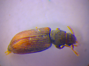  ( - BFB_Col_FK_4011)  @11 [ ] CreativeCommons - Attribution Non-Commercial Share-Alike (2012) SNSB, Zoologische Staatssammlung Muenchen SNSB, Zoologische Staatssammlung Muenchen