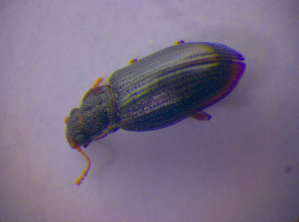  ( - BFB_Col_FK_4032)  @11 [ ] CreativeCommons - Attribution Non-Commercial Share-Alike (2012) SNSB, Zoologische Staatssammlung Muenchen SNSB, Zoologische Staatssammlung Muenchen