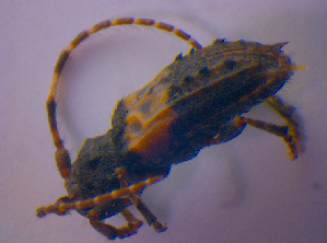  (Pogonocherus hispidulus - BFB_Col_FK_4051)  @13 [ ] CreativeCommons - Attribution Non-Commercial Share-Alike (2012) SNSB, Zoologische Staatssammlung Muenchen SNSB, Zoologische Staatssammlung Muenchen