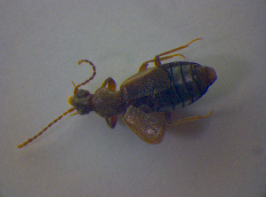  ( - BFB_Col_FK_4380)  @11 [ ] CreativeCommons - Attribution Non-Commercial Share-Alike (2012) SNSB, Zoologische Staatssammlung Muenchen SNSB, Zoologische Staatssammlung Muenchen