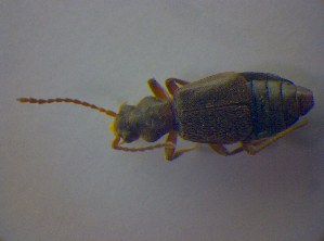  ( - BFB_Col_FK_4381)  @11 [ ] CreativeCommons - Attribution Non-Commercial Share-Alike (2012) SNSB, Zoologische Staatssammlung Muenchen SNSB, Zoologische Staatssammlung Muenchen