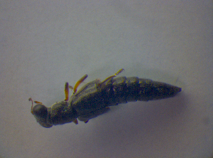 (Stenus picipennis - BFB_Col_FK_4418)  @12 [ ] CreativeCommons - Attribution Non-Commercial Share-Alike (2012) SNSB, Zoologische Staatssammlung Muenchen SNSB, Zoologische Staatssammlung Muenchen