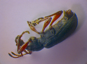  ( - BFB_Col_FK_4435)  @12 [ ] CreativeCommons - Attribution Non-Commercial Share-Alike (2012) SNSB, Zoologische Staatssammlung Muenchen SNSB, Zoologische Staatssammlung Muenchen