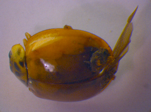  ( - BFB_Col_FK_4439)  @12 [ ] CreativeCommons - Attribution Non-Commercial Share-Alike (2012) SNSB, Zoologische Staatssammlung Muenchen SNSB, Zoologische Staatssammlung Muenchen