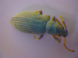  ( - BFB_Col_FK_4443)  @12 [ ] CreativeCommons - Attribution Non-Commercial Share-Alike (2012) SNSB, Zoologische Staatssammlung Muenchen SNSB, Zoologische Staatssammlung Muenchen
