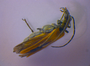  ( - BFB_Col_FK_4659)  @12 [ ] CreativeCommons - Attribution Non-Commercial Share-Alike (2012) SNSB, Zoologische Staatssammlung Muenchen SNSB, Zoologische Staatssammlung Muenchen