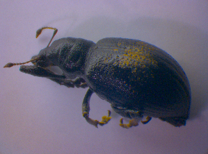  ( - BFB_Col_FK_4663)  @11 [ ] CreativeCommons - Attribution Non-Commercial Share-Alike (2012) SNSB, Zoologische Staatssammlung Muenchen SNSB, Zoologische Staatssammlung Muenchen
