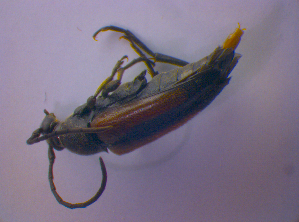  ( - BFB_Col_FK_4664)  @12 [ ] CreativeCommons - Attribution Non-Commercial Share-Alike (2012) SNSB, Zoologische Staatssammlung Muenchen SNSB, Zoologische Staatssammlung Muenchen