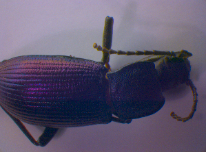  ( - BFB_Col_FK_4687)  @12 [ ] CreativeCommons - Attribution Non-Commercial Share-Alike (2012) SNSB, Zoologische Staatssammlung Muenchen SNSB, Zoologische Staatssammlung Muenchen
