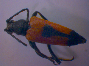  ( - BFB_Col_FK_4695)  @12 [ ] CreativeCommons - Attribution Non-Commercial Share-Alike (2012) SNSB, Zoologische Staatssammlung Muenchen SNSB, Zoologische Staatssammlung Muenchen