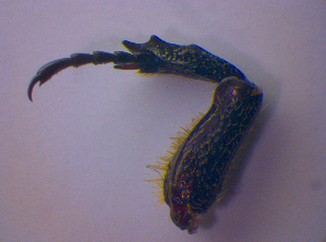  ( - BFB_Col_FK_4699)  @11 [ ] CreativeCommons - Attribution Non-Commercial Share-Alike (2012) SNSB, Zoologische Staatssammlung Muenchen SNSB, Zoologische Staatssammlung Muenchen