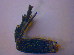  ( - BFB_Col_FK_4700)  @11 [ ] CreativeCommons - Attribution Non-Commercial Share-Alike (2012) SNSB, Zoologische Staatssammlung Muenchen SNSB, Zoologische Staatssammlung Muenchen