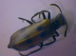  ( - BFB_Col_FK_4708)  @12 [ ] CreativeCommons - Attribution Non-Commercial Share-Alike (2012) SNSB, Zoologische Staatssammlung Muenchen SNSB, Zoologische Staatssammlung Muenchen