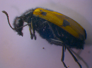  ( - BFB_Col_FK_4709)  @12 [ ] CreativeCommons - Attribution Non-Commercial Share-Alike (2012) SNSB, Zoologische Staatssammlung Muenchen SNSB, Zoologische Staatssammlung Muenchen