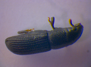  (Rhyncolus elongatus - BFB_Col_FK_4736)  @12 [ ] CreativeCommons - Attribution Non-Commercial Share-Alike (2012) SNSB, Zoologische Staatssammlung Muenchen SNSB, Zoologische Staatssammlung Muenchen