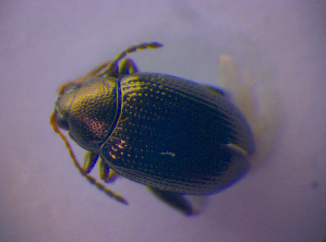  ( - BFB_Col_FK_4850)  @11 [ ] CreativeCommons - Attribution Non-Commercial Share-Alike (2012) SNSB, Zoologische Staatssammlung Muenchen SNSB, Zoologische Staatssammlung Muenchen