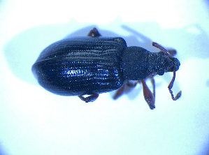  ( - BFB_Col_FK_4962)  @12 [ ] CreativeCommons - Attribution Non-Commercial Share-Alike (2012) SNSB, Zoologische Staatssammlung Muenchen SNSB, Zoologische Staatssammlung Muenchen