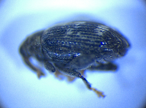  ( - BFB_Col_FK_4976)  @11 [ ] CreativeCommons - Attribution Non-Commercial Share-Alike (2012) SNSB, Zoologische Staatssammlung Muenchen SNSB, Zoologische Staatssammlung Muenchen