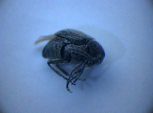  ( - BFB_Col_FK_5132)  @11 [ ] CreativeCommons - Attribution Non-Commercial Share-Alike (2012) SNSB, Zoologische Staatssammlung Muenchen SNSB, Zoologische Staatssammlung Muenchen