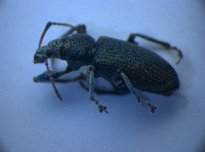  ( - BFB_Col_FK_5134)  @12 [ ] CreativeCommons - Attribution Non-Commercial Share-Alike (2012) SNSB, Zoologische Staatssammlung Muenchen SNSB, Zoologische Staatssammlung Muenchen