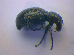  ( - BFB_Col_FK_4185)  @11 [ ] CreativeCommons - Attribution Non-Commercial Share-Alike (2010) SNSB, Zoologische Staatssammlung Muenchen SNSB, Zoologische Staatssammlung Muenchen