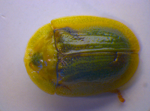  ( - BFB_Col_FK_4194)  @12 [ ] CreativeCommons - Attribution Non-Commercial Share-Alike (2010) SNSB, Zoologische Staatssammlung Muenchen SNSB, Zoologische Staatssammlung Muenchen