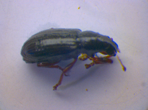  ( - BFB_Col_FK_4220)  @12 [ ] CreativeCommons - Attribution Non-Commercial Share-Alike (2010) SNSB, Zoologische Staatssammlung Muenchen SNSB, Zoologische Staatssammlung Muenchen