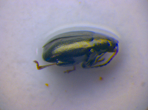  ( - BFB_Col_FK_4235)  @12 [ ] CreativeCommons - Attribution Non-Commercial Share-Alike (2010) SNSB, Zoologische Staatssammlung Muenchen SNSB, Zoologische Staatssammlung Muenchen