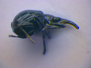  ( - BFB_Col_FK_4242)  @12 [ ] CreativeCommons - Attribution Non-Commercial Share-Alike (2010) SNSB, Zoologische Staatssammlung Muenchen SNSB, Zoologische Staatssammlung Muenchen