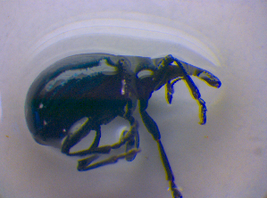  ( - BFB_Col_FK_4243)  @12 [ ] CreativeCommons - Attribution Non-Commercial Share-Alike (2010) SNSB, Zoologische Staatssammlung Muenchen SNSB, Zoologische Staatssammlung Muenchen