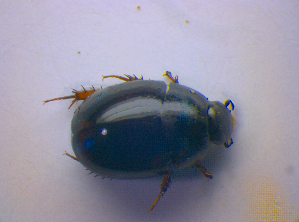  ( - BFB_Col_FK_4260)  @12 [ ] CreativeCommons - Attribution Non-Commercial Share-Alike (2010) SNSB, Zoologische Staatssammlung Muenchen SNSB, Zoologische Staatssammlung Muenchen