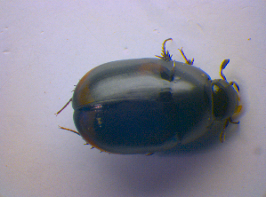  ( - BFB_Col_FK_4263)  @12 [ ] CreativeCommons - Attribution Non-Commercial Share-Alike (2010) SNSB, Zoologische Staatssammlung Muenchen SNSB, Zoologische Staatssammlung Muenchen