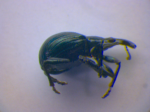  ( - BFB_Col_FK_4091)  @12 [ ] CreativeCommons - Attribution Non-Commercial Share-Alike (2012) SNSB, Zoologische Staatssammlung Muenchen SNSB, Zoologische Staatssammlung Muenchen