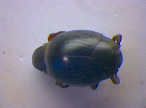  ( - BFB_Col_FK_4097)  @11 [ ] CreativeCommons - Attribution Non-Commercial Share-Alike (2012) SNSB, Zoologische Staatssammlung Muenchen SNSB, Zoologische Staatssammlung Muenchen