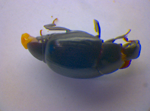  ( - BFB_Col_FK_4098)  @11 [ ] CreativeCommons - Attribution Non-Commercial Share-Alike (2012) SNSB, Zoologische Staatssammlung Muenchen SNSB, Zoologische Staatssammlung Muenchen
