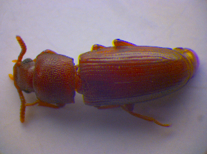  ( - BFB_Col_FK_4125)  @11 [ ] CreativeCommons - Attribution Non-Commercial Share-Alike (2012) SNSB, Zoologische Staatssammlung Muenchen SNSB, Zoologische Staatssammlung Muenchen