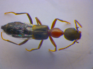  ( - BFB_Col_FK_4133)  @11 [ ] CreativeCommons - Attribution Non-Commercial Share-Alike (2012) SNSB, Zoologische Staatssammlung Muenchen SNSB, Zoologische Staatssammlung Muenchen
