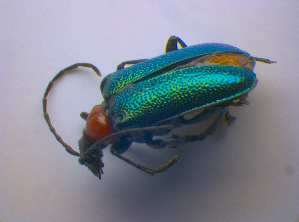  ( - BFB_Col_FK_4491)  @12 [ ] CreativeCommons - Attribution Non-Commercial Share-Alike (2012) SNSB, Zoologische Staatssammlung Muenchen SNSB, Zoologische Staatssammlung Muenchen