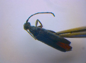  ( - BFB_Col_FK_4492)  @11 [ ] CreativeCommons - Attribution Non-Commercial Share-Alike (2012) SNSB, Zoologische Staatssammlung Muenchen SNSB, Zoologische Staatssammlung Muenchen