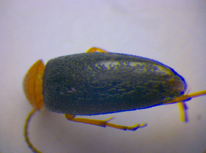  ( - BFB_Col_FK_4522)  @12 [ ] CreativeCommons - Attribution Non-Commercial Share-Alike (2012) SNSB, Zoologische Staatssammlung Muenchen SNSB, Zoologische Staatssammlung Muenchen