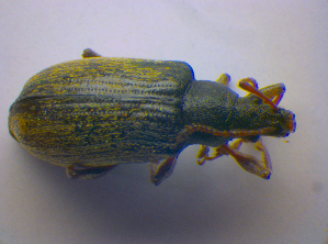  ( - BFB_Col_FK_4540)  @12 [ ] CreativeCommons - Attribution Non-Commercial Share-Alike (2012) SNSB, Zoologische Staatssammlung Muenchen SNSB, Zoologische Staatssammlung Muenchen