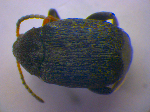  ( - BFB_Col_FK_4551)  @11 [ ] CreativeCommons - Attribution Non-Commercial Share-Alike (2012) SNSB, Zoologische Staatssammlung Muenchen SNSB, Zoologische Staatssammlung Muenchen