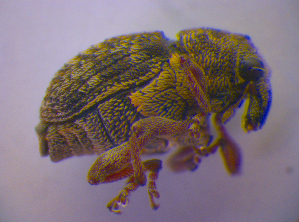  ( - BFB_Col_FK_4573)  @12 [ ] CreativeCommons - Attribution Non-Commercial Share-Alike (2012) SNSB, Zoologische Staatssammlung Muenchen SNSB, Zoologische Staatssammlung Muenchen