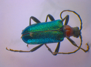  ( - BFB_Col_FK_4603)  @13 [ ] CreativeCommons - Attribution Non-Commercial Share-Alike (2012) SNSB, Zoologische Staatssammlung Muenchen SNSB, Zoologische Staatssammlung Muenchen