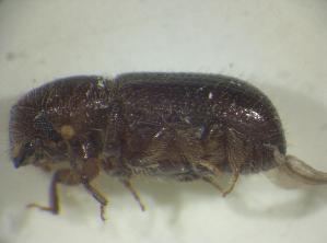  ( - BFB_Col_FK_6416)  @12 [ ] CreativeCommons - Attribution Non-Commercial Share-Alike (2015) SNSB, Zoologische Staatssammlung Muenchen SNSB, Zoologische Staatssammlung Muenchen