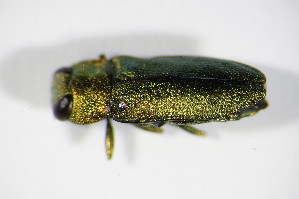  (Anthaxia nitidula - BFB_Col_FK_8799)  @13 [ ] CreativeCommons - Attribution Non-Commercial Share-Alike (2015) SNSB, Zoologische Staatssammlung Muenchen SNSB, Zoologische Staatssammlung Muenchen